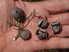 Cupressus stephensonii