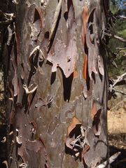 Cupressus stephensonii