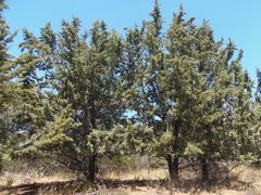 Cupressus stephensonii