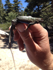 Sceloporus graciosus vandenburgianus