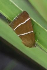 Argyrostrotis quadrifilaris