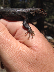 Sceloporus graciosus vandenburgianus