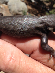 Sceloporus graciosus vandenburgianus