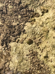 Ambrysus