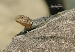 Agama kirkii