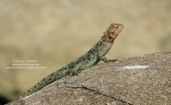 Agama kirkii