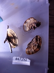 Metuloidea reniformis