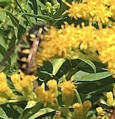 Dolichovespula arenaria