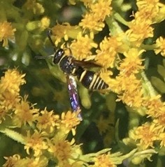 Euodynerus foraminatus