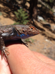Sceloporus graciosus vandenburgianus