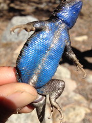 Sceloporus graciosus vandenburgianus