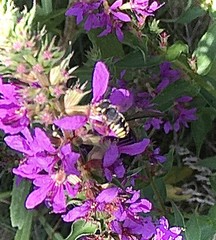 Anthidium oblongatum