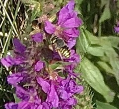 Anthidium oblongatum