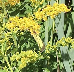 Colias philodice philodice