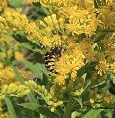 Dolichovespula arenaria