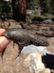 Sceloporus graciosus vandenburgianus