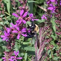 Xylocopa virginica
