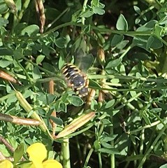 Anthidium oblongatum