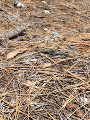 Sceloporus graciosus vandenburgianus