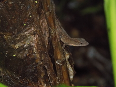 Anolis uniformis
