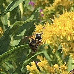 Dolichovespula arenaria