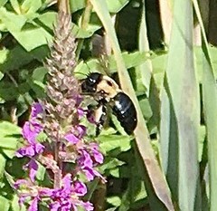 Xylocopa virginica