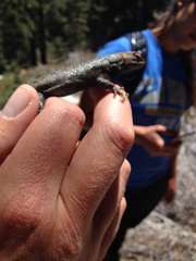 Sceloporus graciosus vandenburgianus