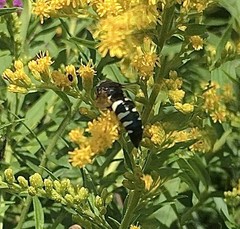 Bicyrtes quadrifasciatus