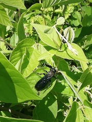 Pygodasis ephippium ephippium