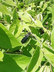 Pygodasis ephippium ephippium