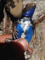 Sceloporus graciosus vandenburgianus