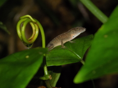 Anolis uniformis