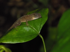 Anolis uniformis