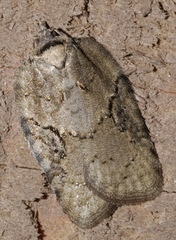Acleris chalybeana