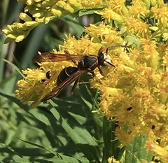 Polistes fuscatus