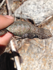 Sceloporus graciosus vandenburgianus