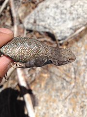 Sceloporus graciosus vandenburgianus