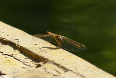 Brachythemis contaminata