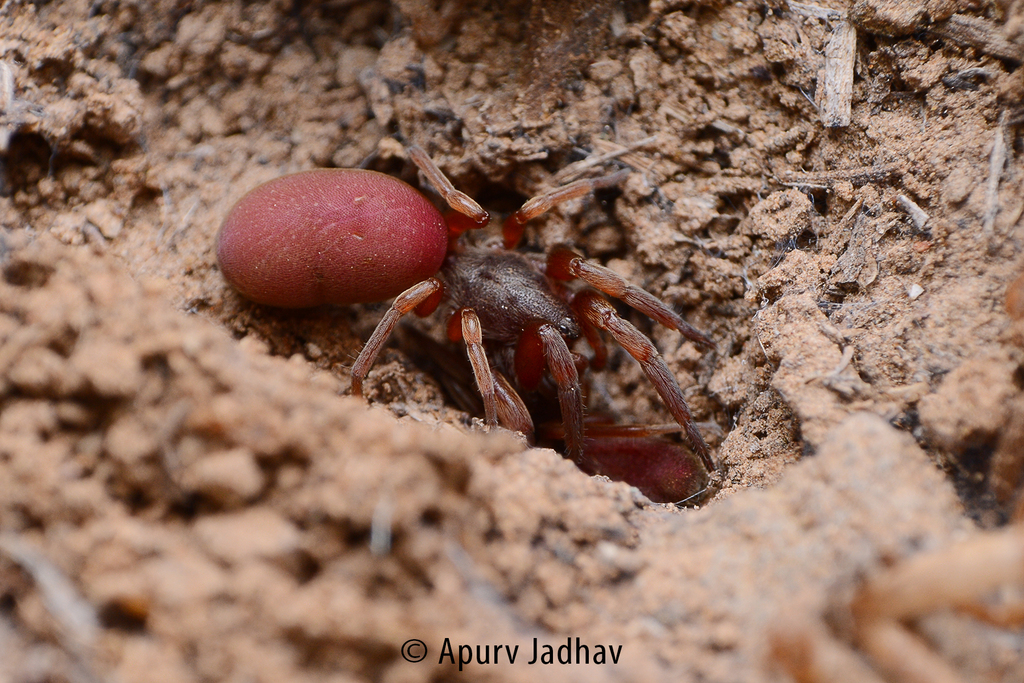 Stenochilus scutulatus from Nimbodi, Maharashtra 415521, India on June