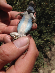 Sceloporus graciosus vandenburgianus