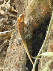 Calotes versicolor