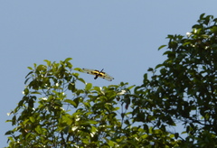 Rhyothemis variegata