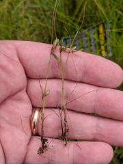 Cyperus bipartitus
