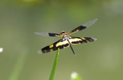 Rhyothemis variegata