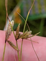 Cyperus bipartitus