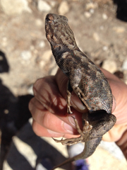 Sceloporus graciosus vandenburgianus