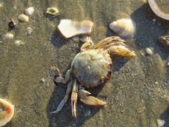 Liocarcinus