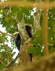 Semnopithecus johnii