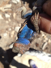 Sceloporus graciosus vandenburgianus