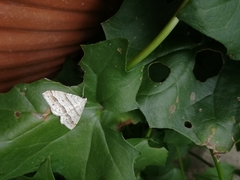 Perizoma parallelolineatum